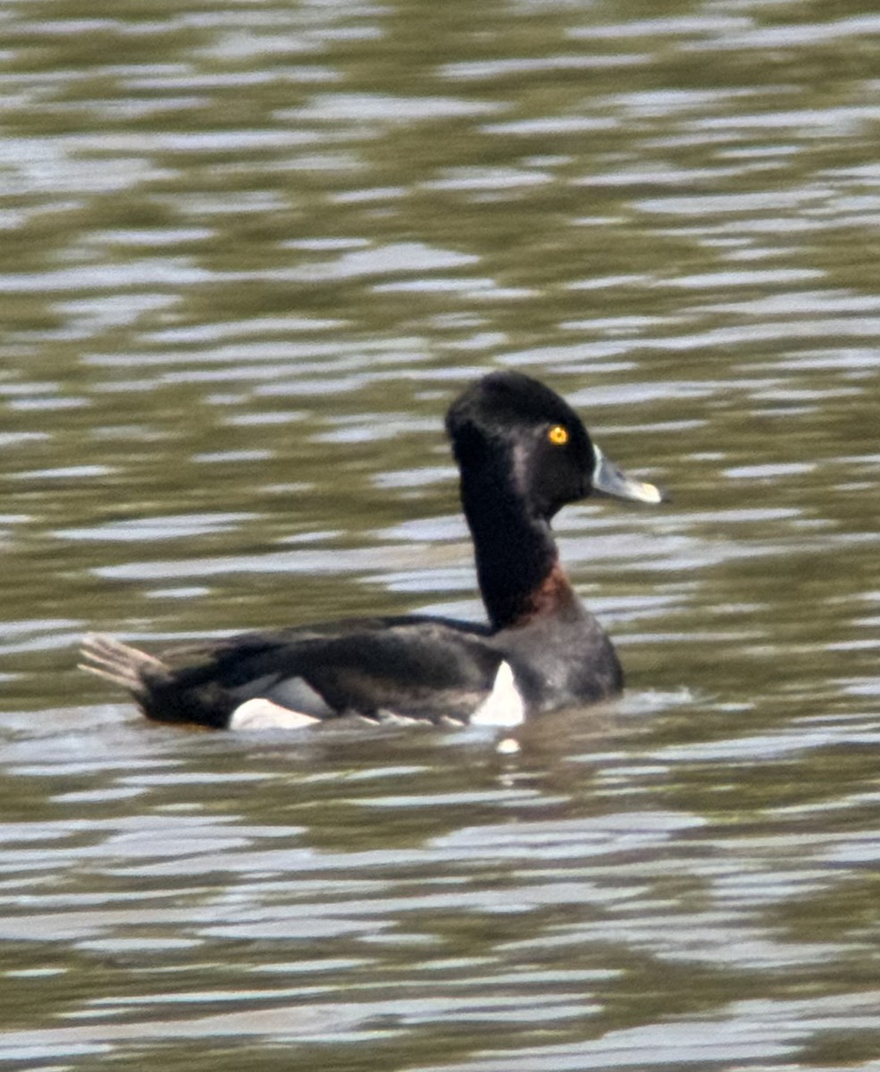 Moretta dal collare - ML636421429