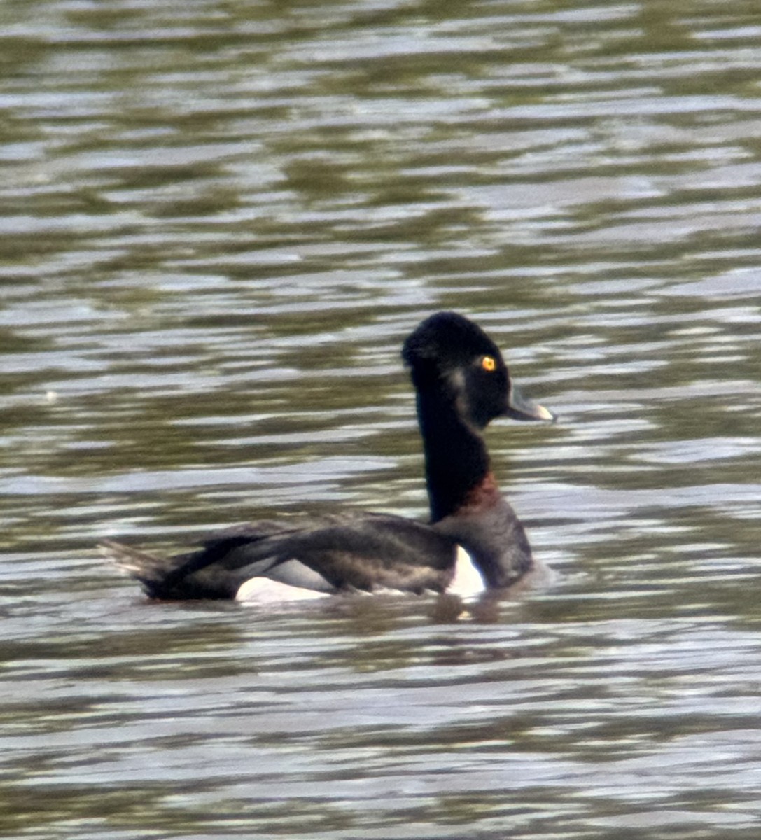 Moretta dal collare - ML636421430