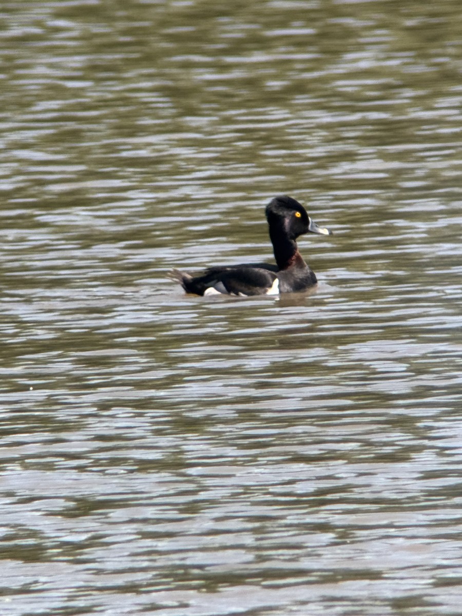 Moretta dal collare - ML636421431