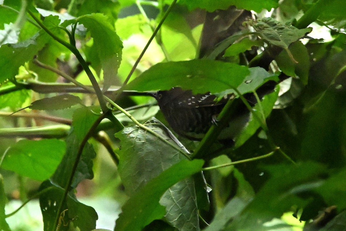 Prinia rayée - ML636421485