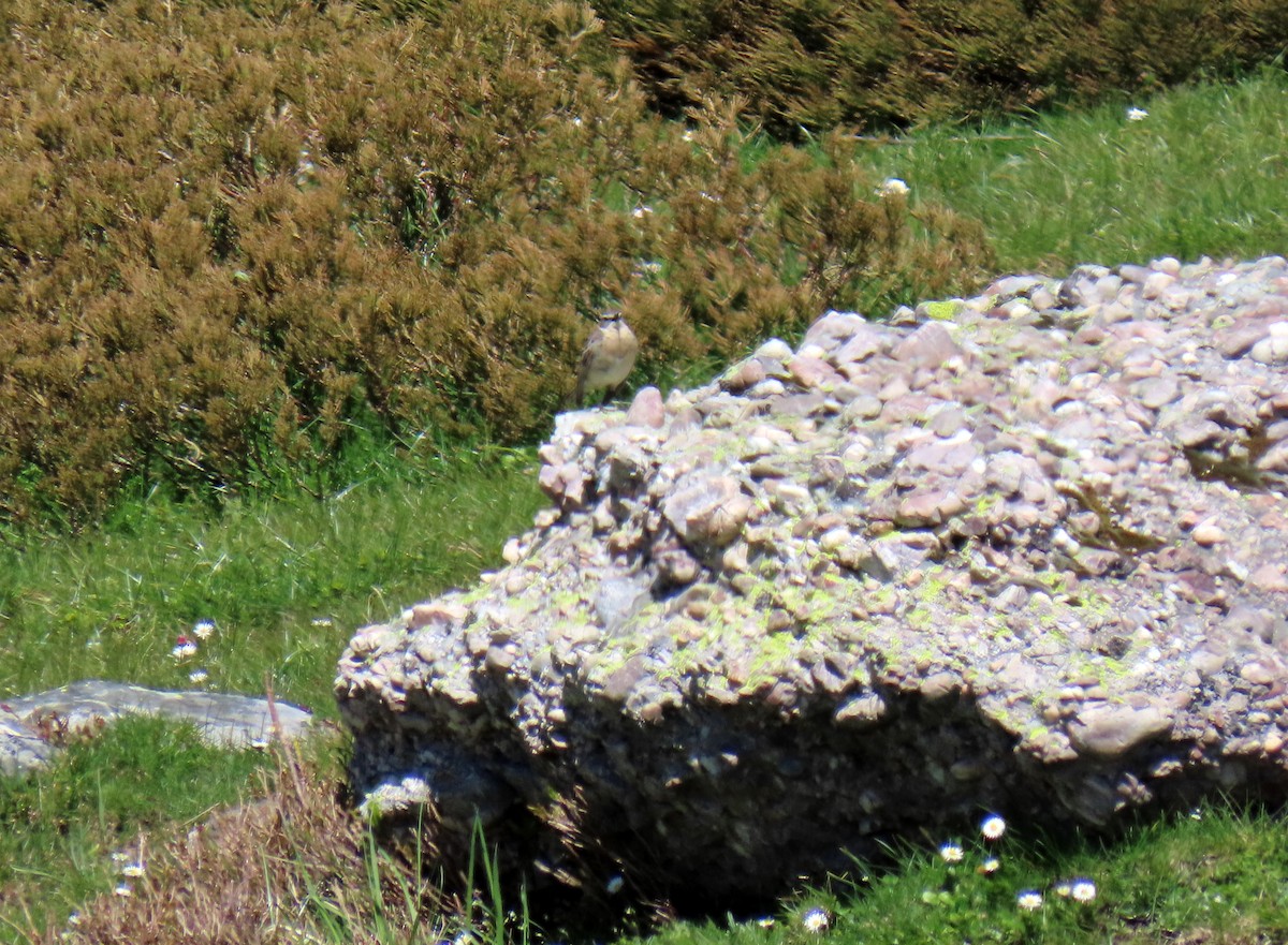 Харзны шийхнүүхэй - ML636421492