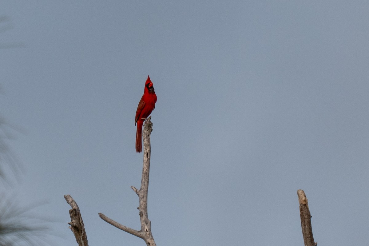 Northern Cardinal - ML636421513
