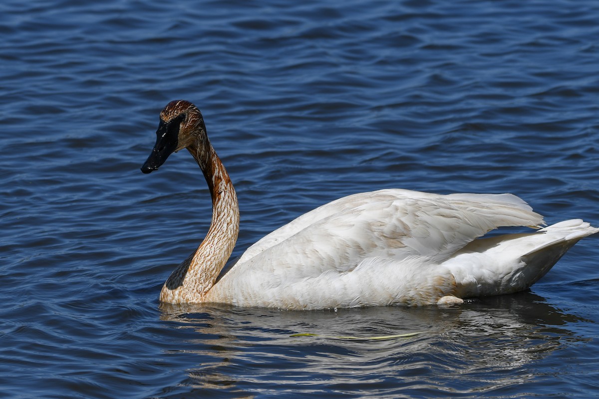 Trumpeter Swan - ML636421566