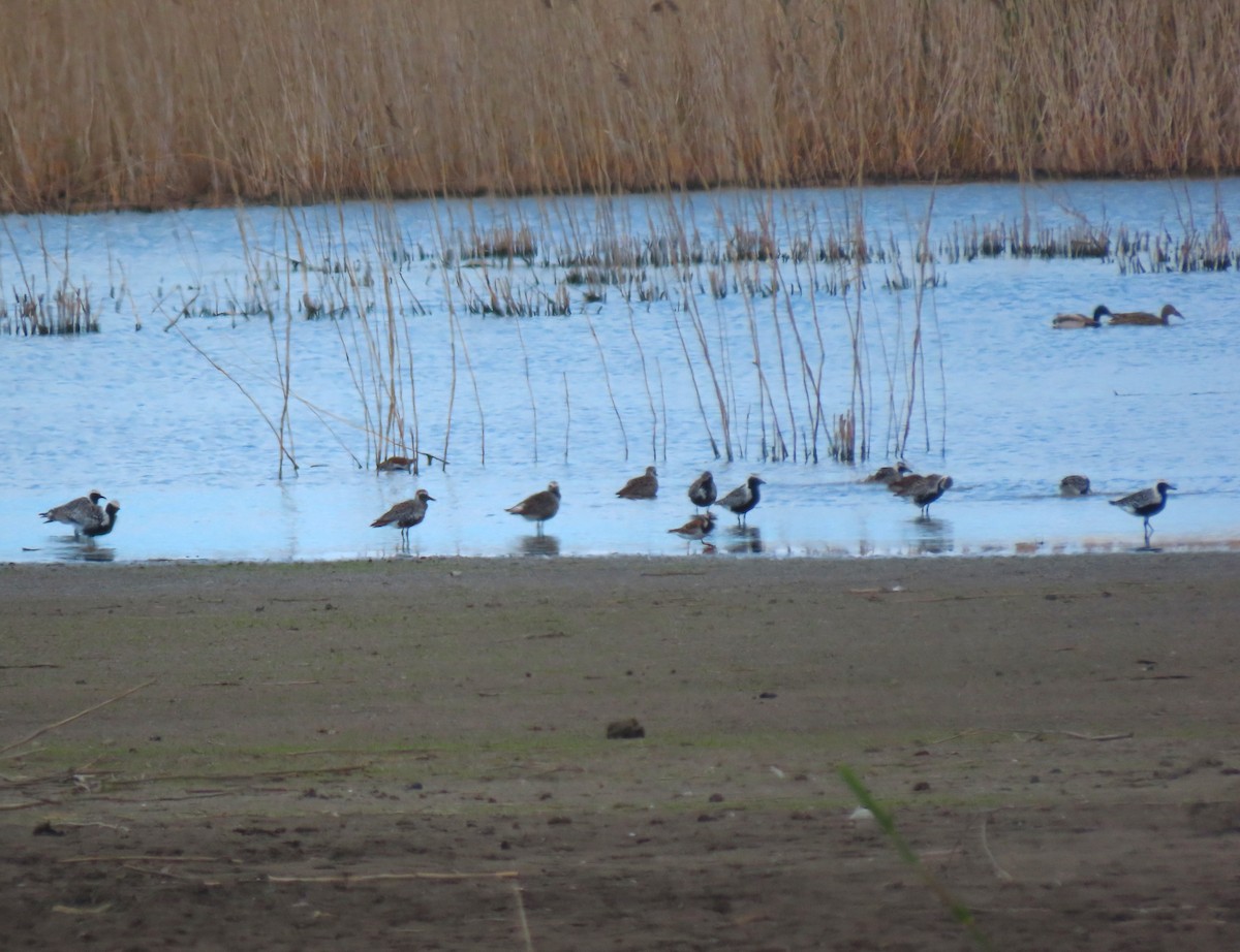 Black-bellied Plover - ML636421580