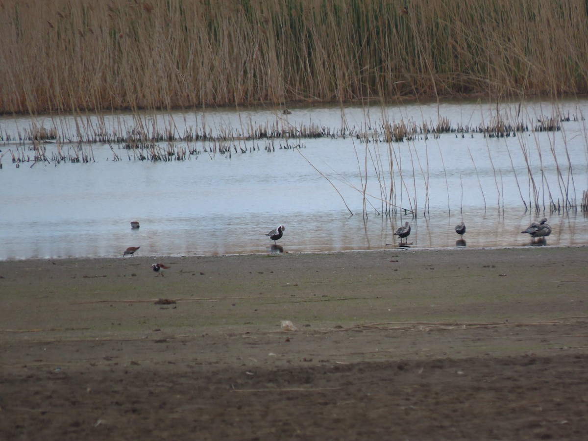 Black-bellied Plover - ML636421597