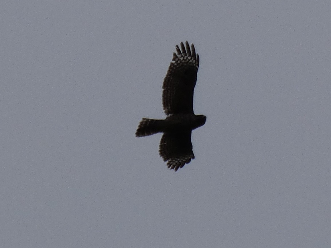 Red-shouldered Hawk - ML636421649