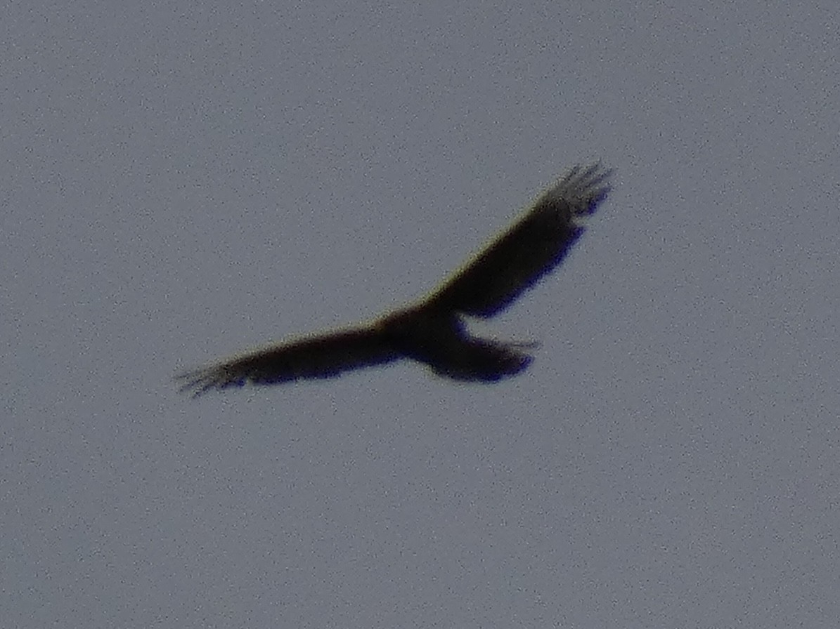 Red-shouldered Hawk - ML636421650