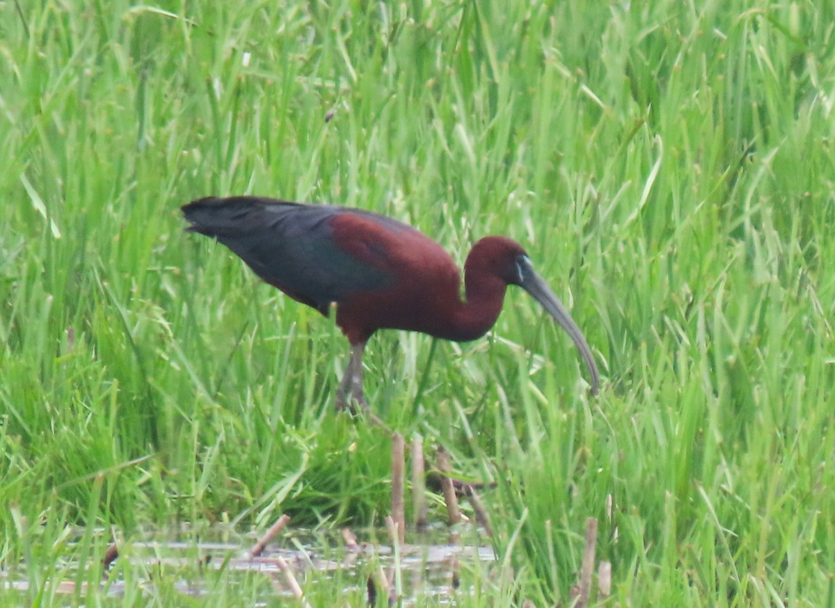 Glossy Ibis - ML636421693