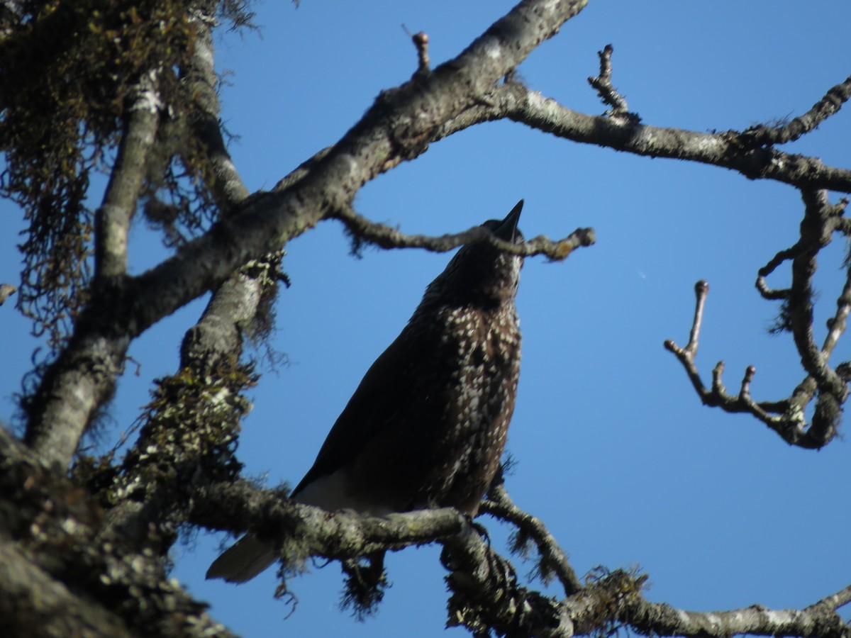 Southern Nutcracker - ML636421709