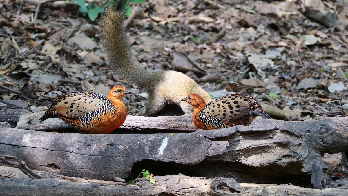 Ferruginous Partridge - ML636421718
