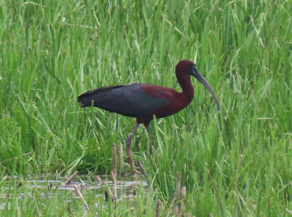 Glossy Ibis - ML636421719