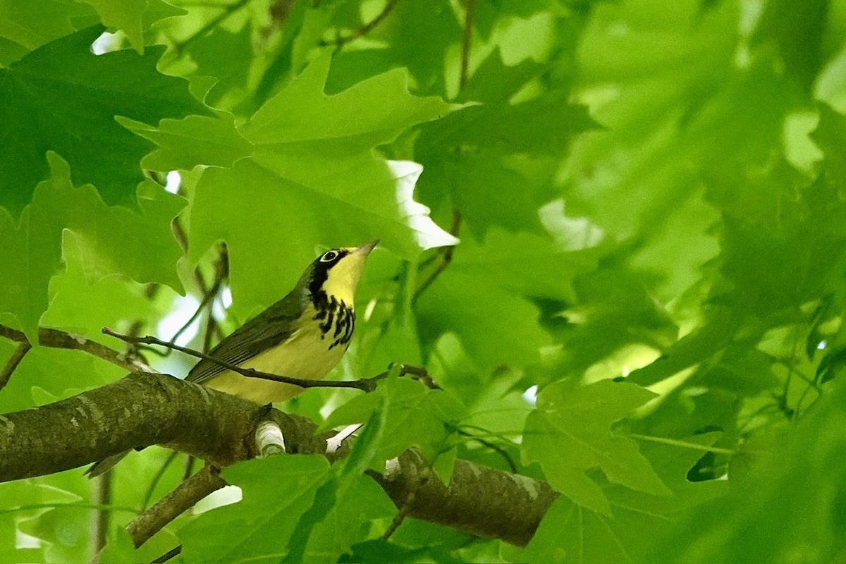 Canada Warbler - ML636421733