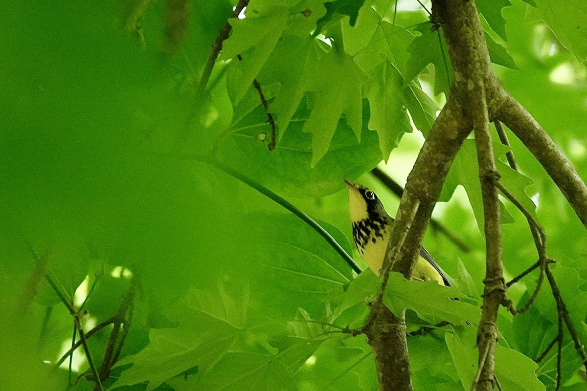 Canada Warbler - ML636421734