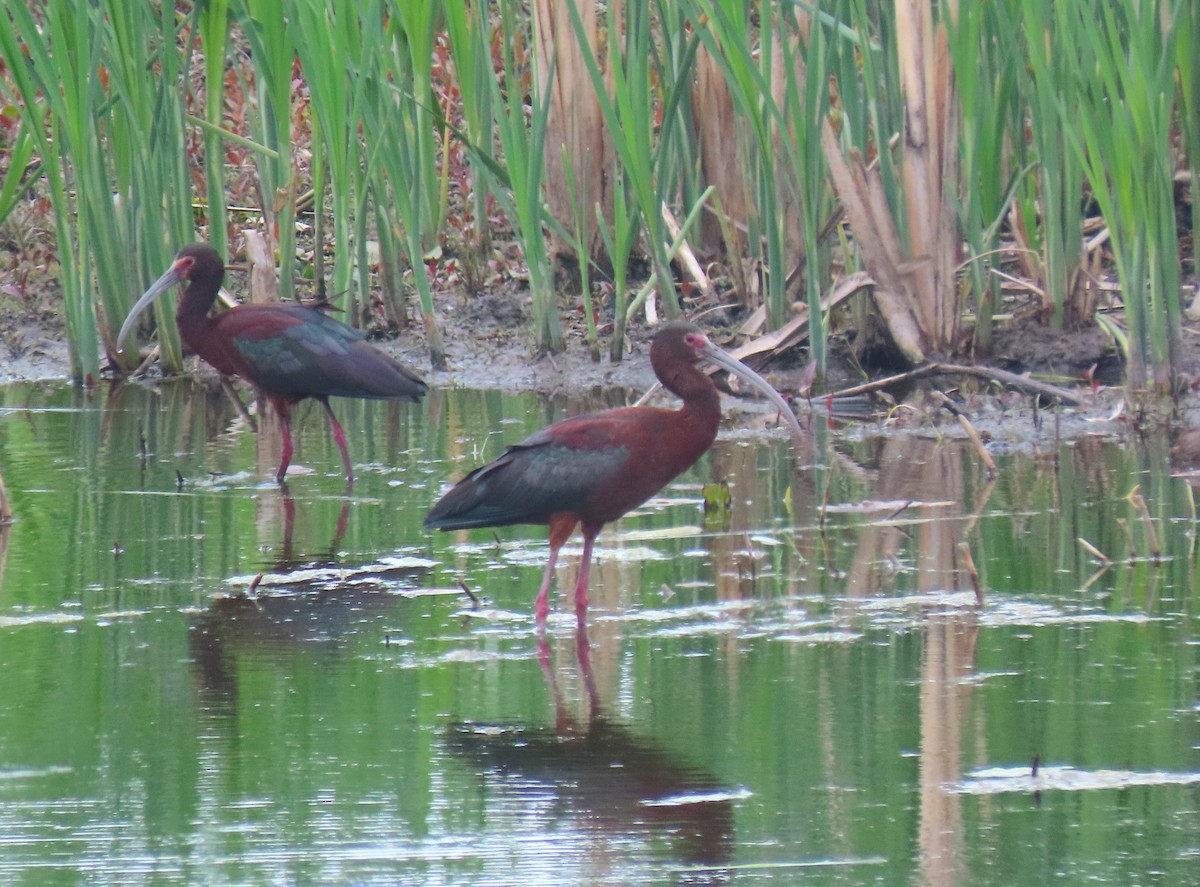 White-faced Ibis - ML636421755