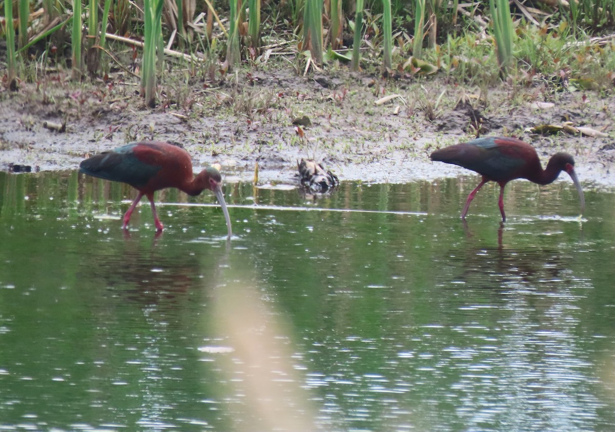 White-faced Ibis - ML636421786