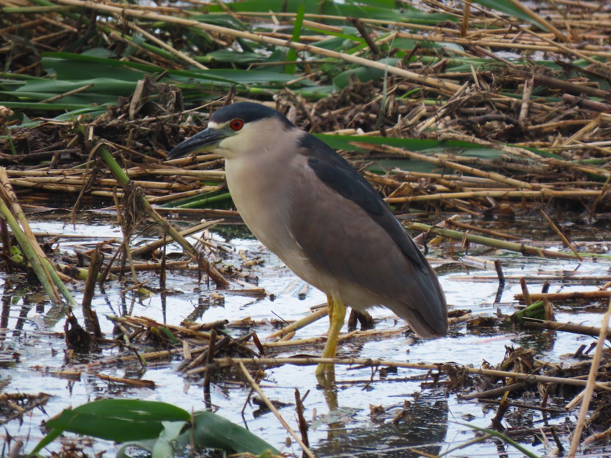 Black-crowned Night Heron - ML636421822
