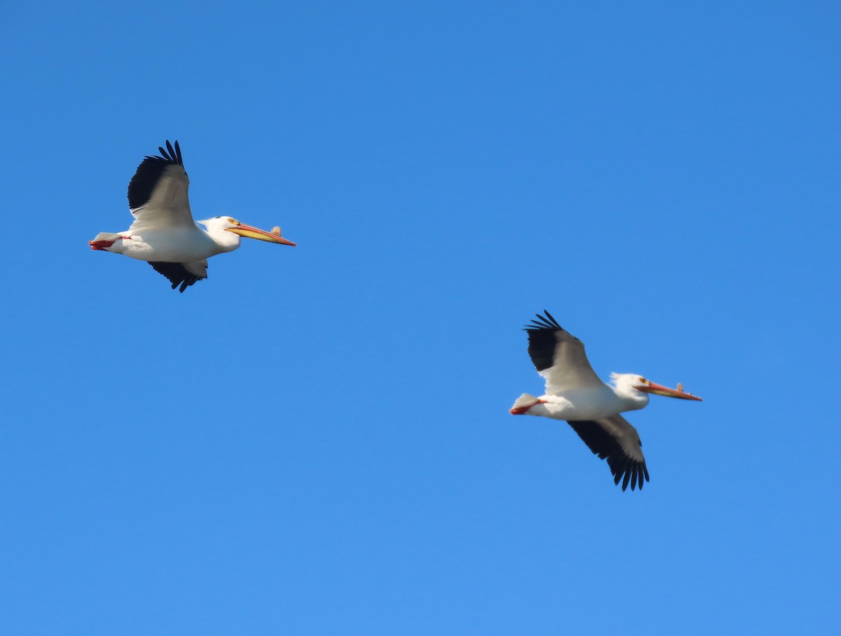 American White Pelican - ML636421844