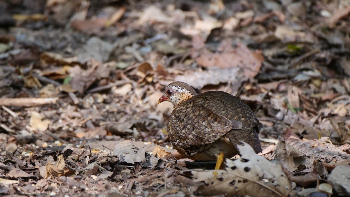 Scaly-breasted Partridge - ML636421866