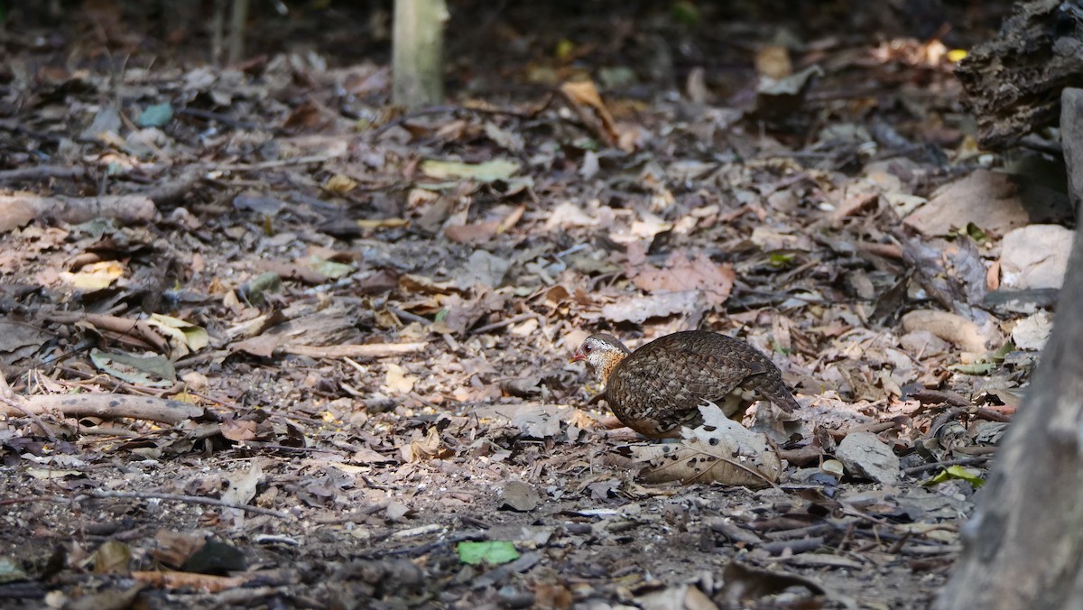 Scaly-breasted Partridge - ML636421868
