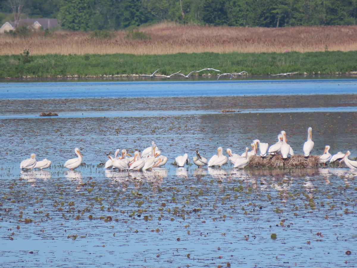 American White Pelican - ML636421878
