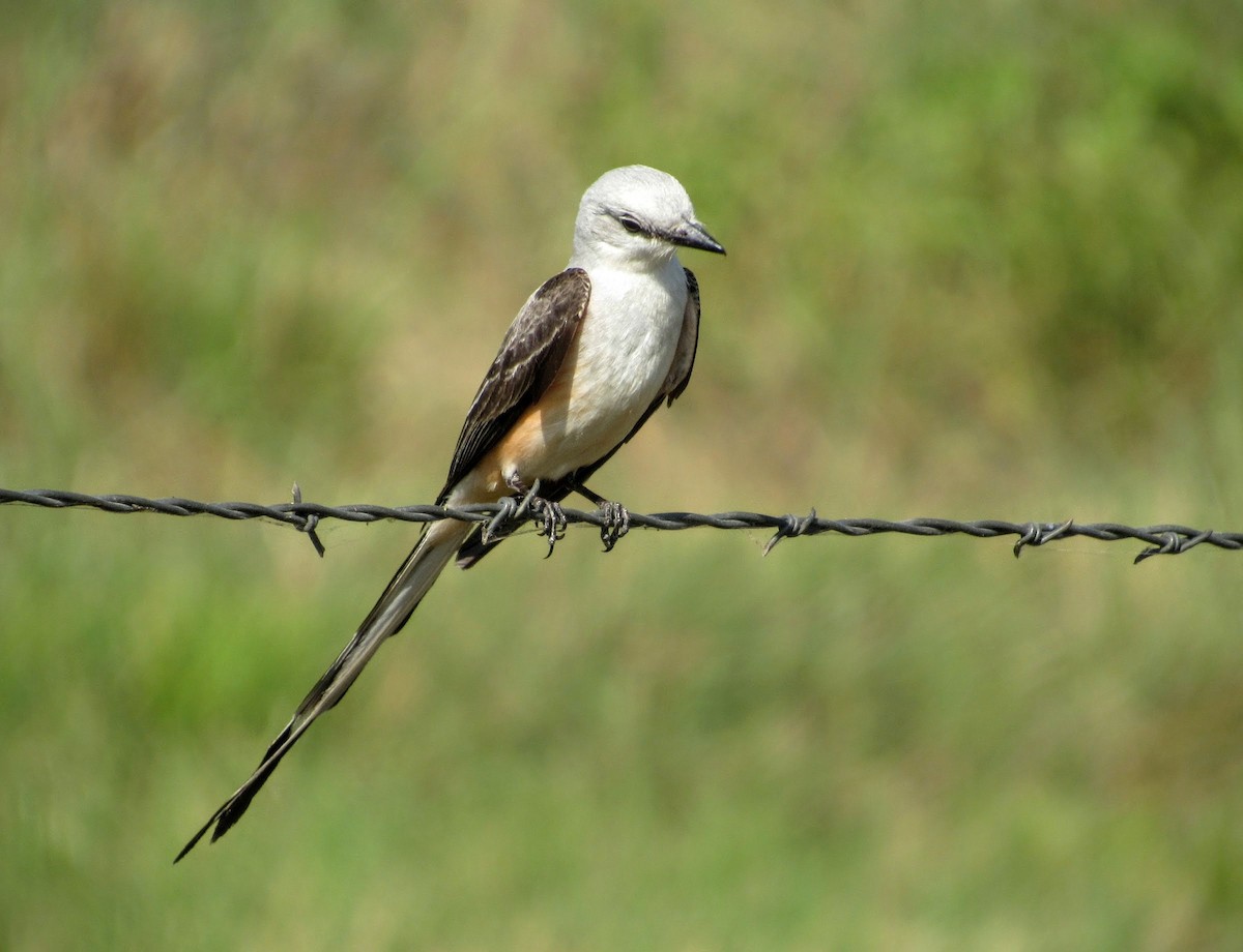 Scissor-tailed Flycatcher - ML636422026