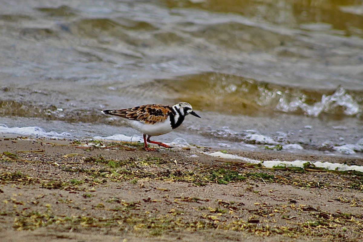 Ruddy Turnstone - ML636422109