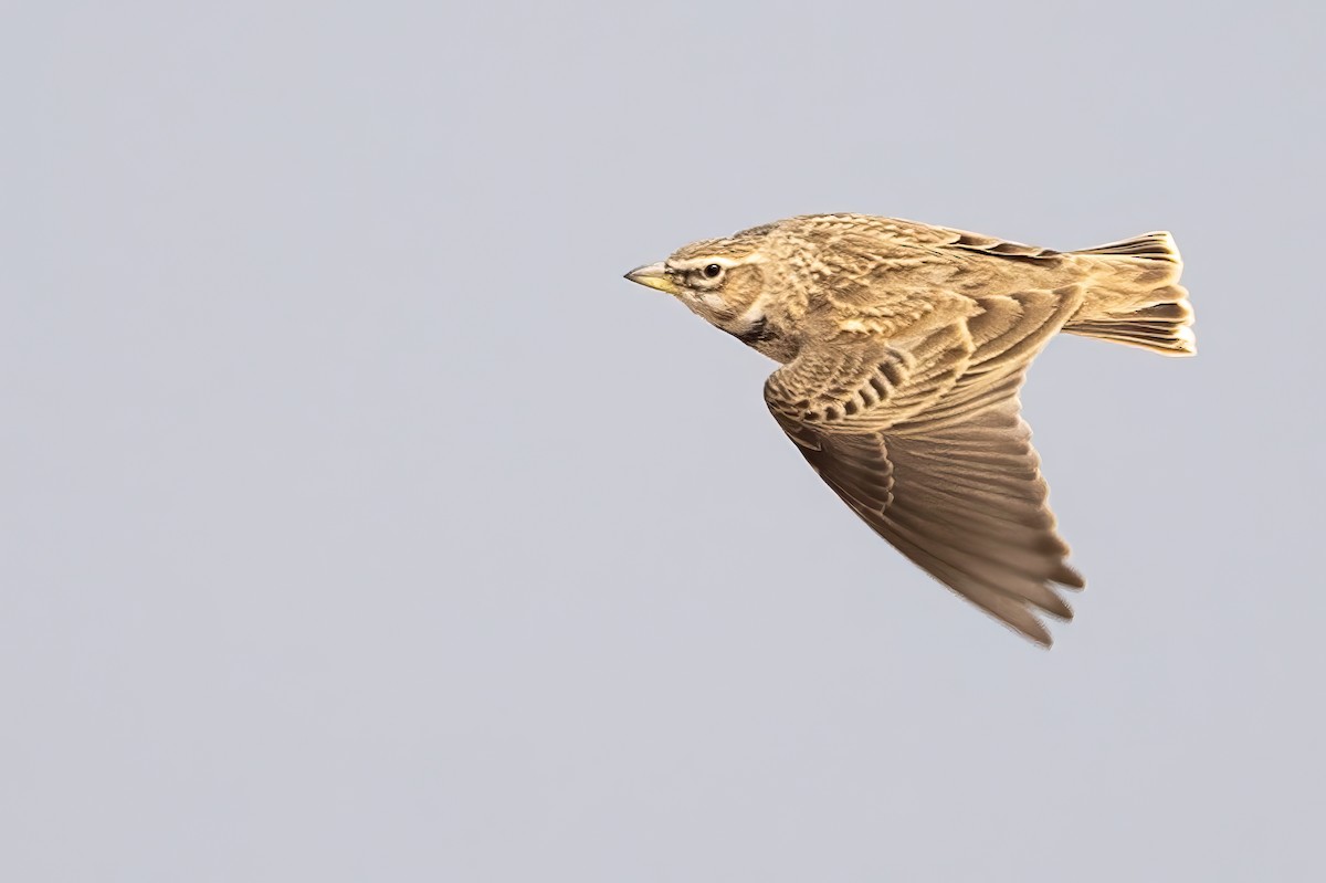 クビワコウテンシ - ML636422184