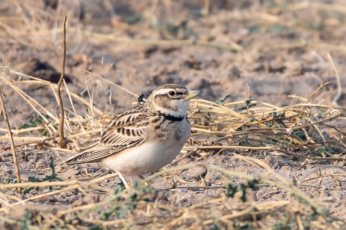 クビワコウテンシ - ML636422185