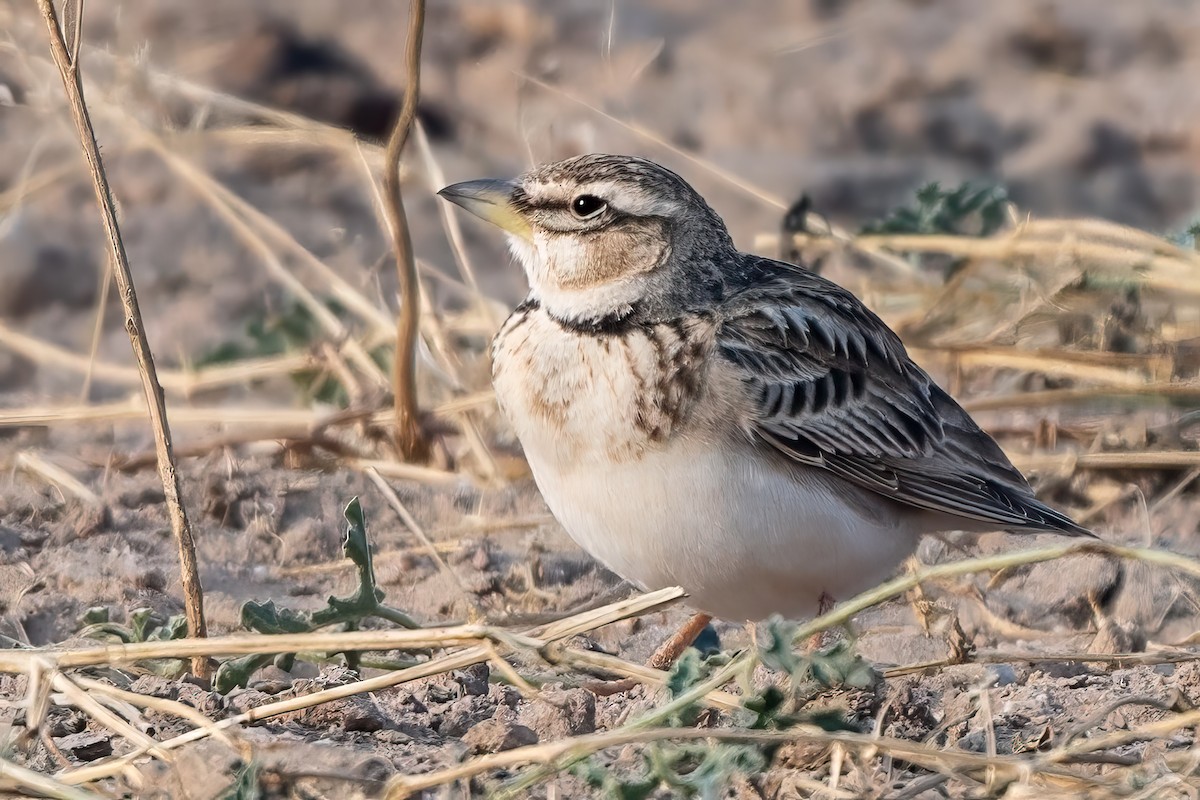 クビワコウテンシ - ML636422186