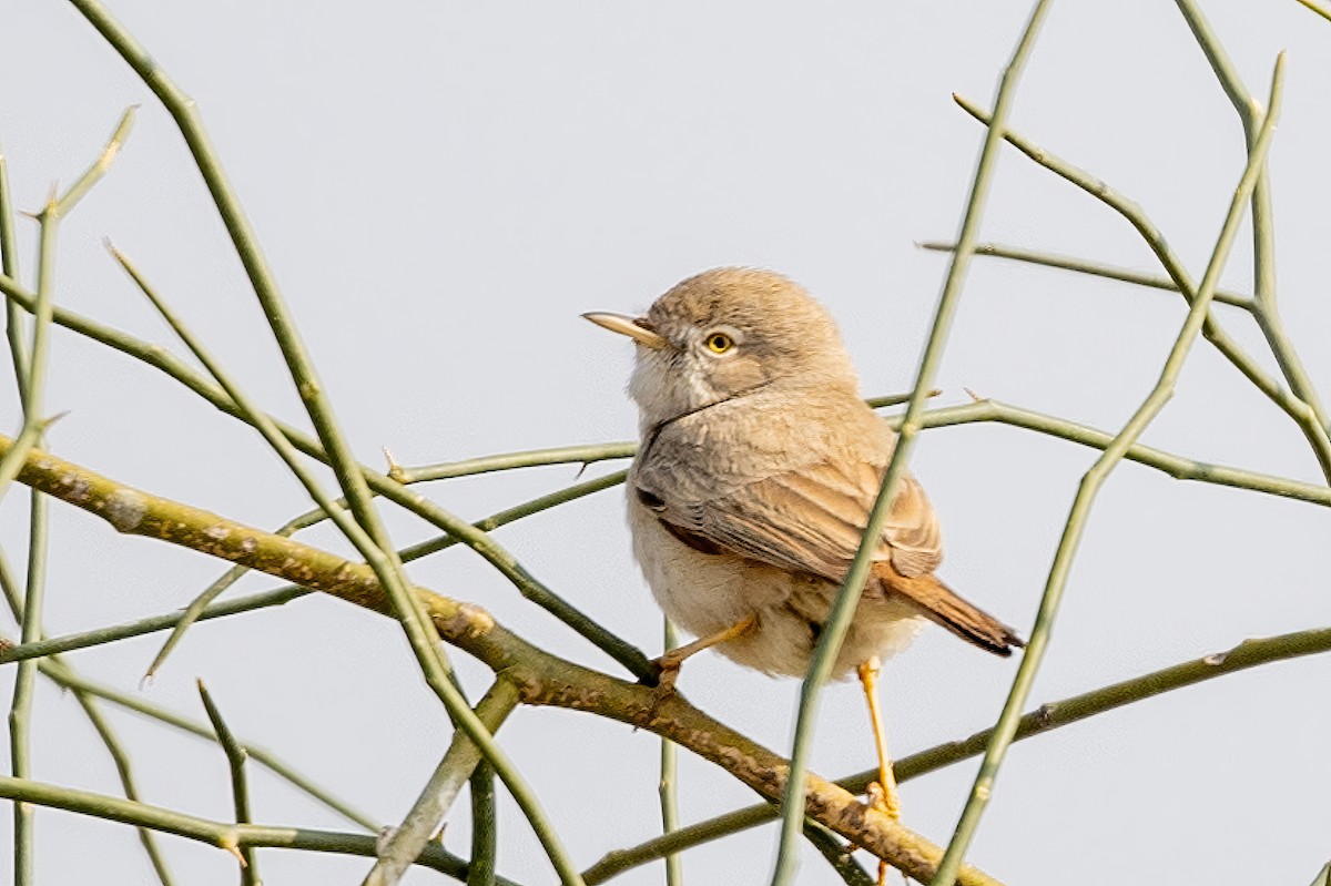 Asian Desert Warbler - ML636422208