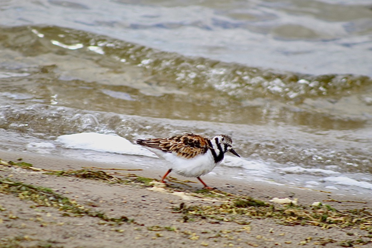 Ruddy Turnstone - ML636422261