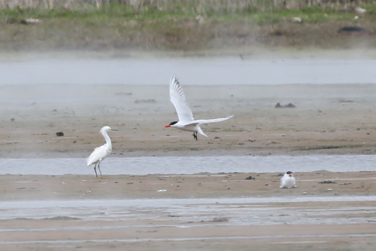 Snowy Egret - ML636422314