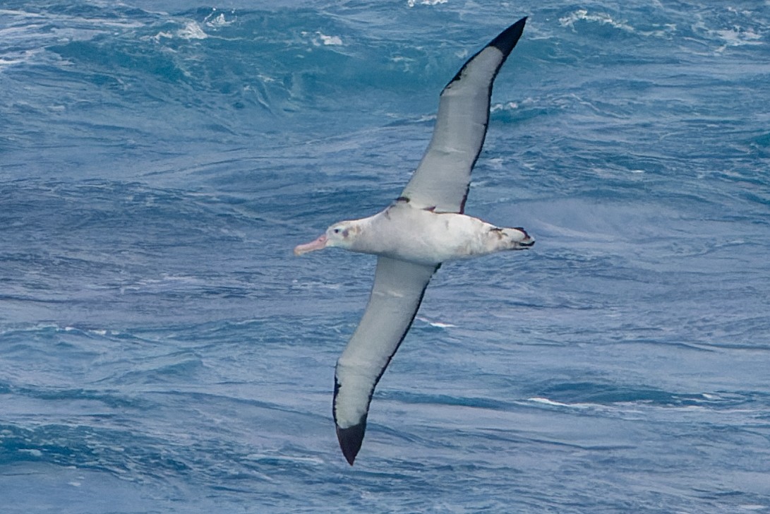 Albatros Viajero/de Tristán de Acuña/de las Antípodas - ML636422320