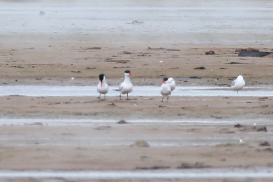 Sterna maggiore - ML636422326