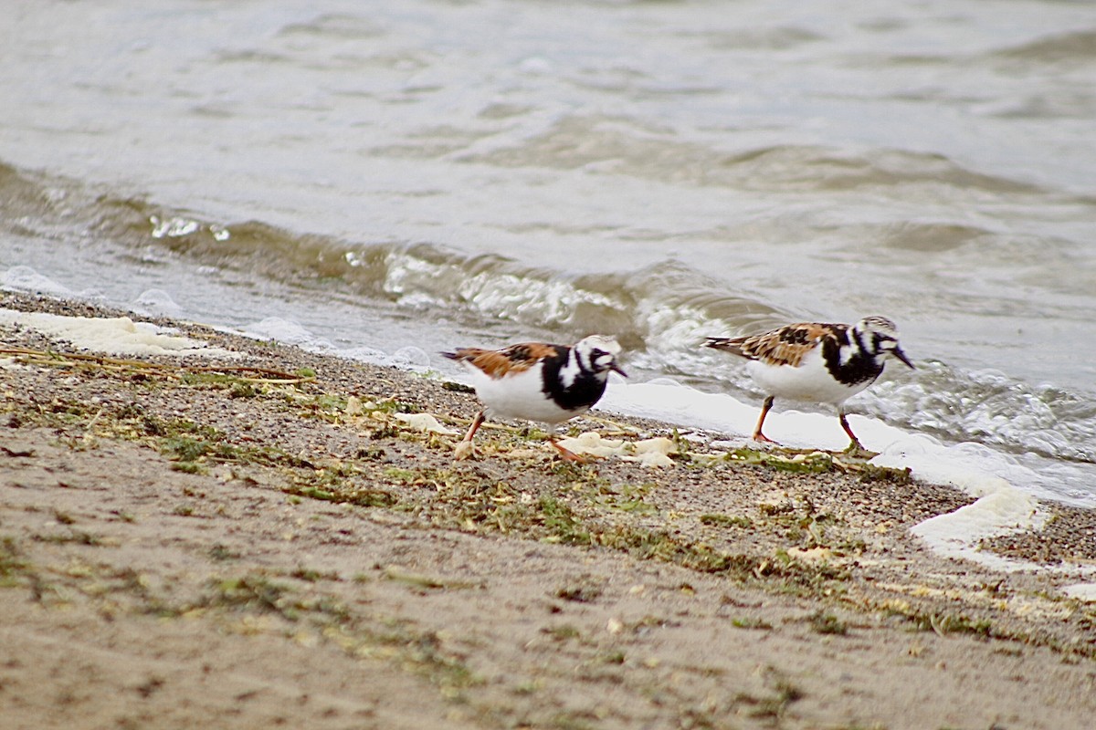 Ruddy Turnstone - ML636422333