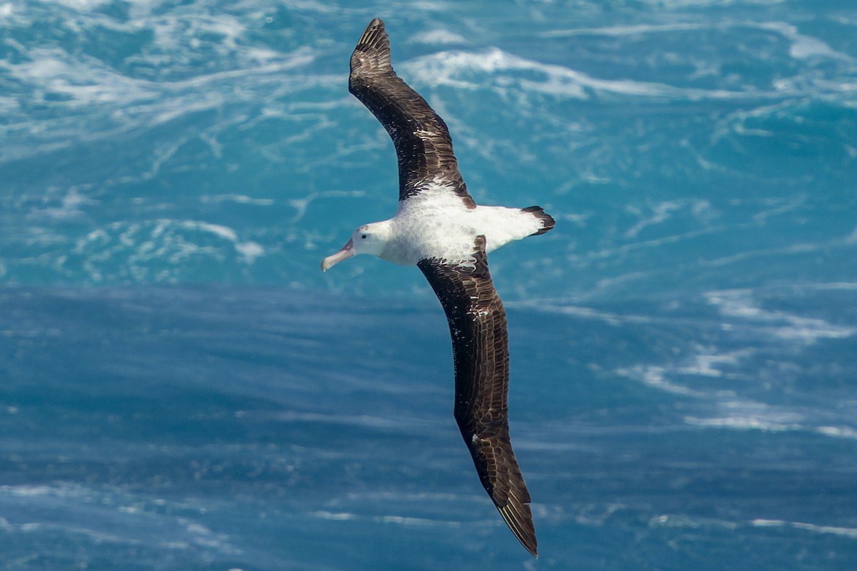 Albatros Viajero/de Tristán de Acuña/de las Antípodas - ML636422334