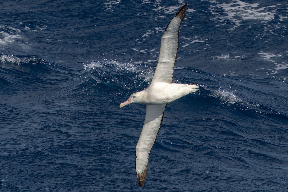 Albatros Viajero/de Tristán de Acuña/de las Antípodas - ML636422343