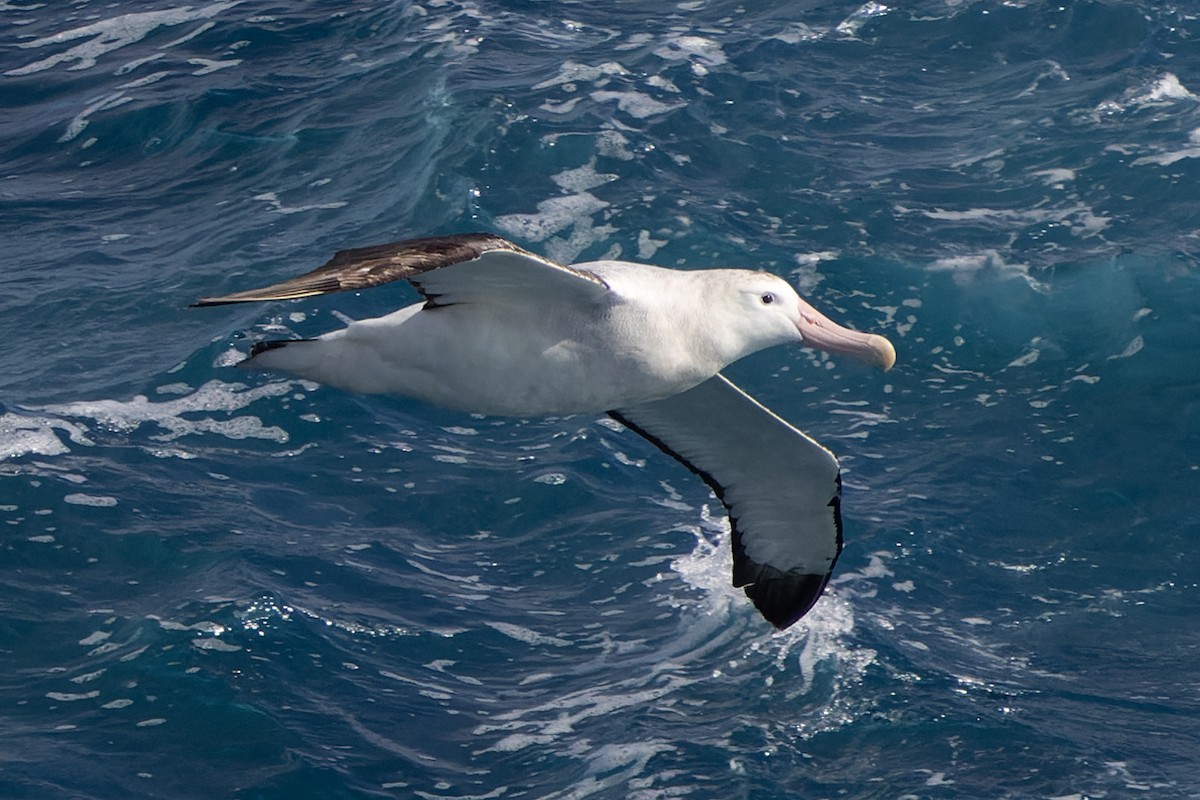 Albatros Viajero/de Tristán de Acuña/de las Antípodas - ML636422350