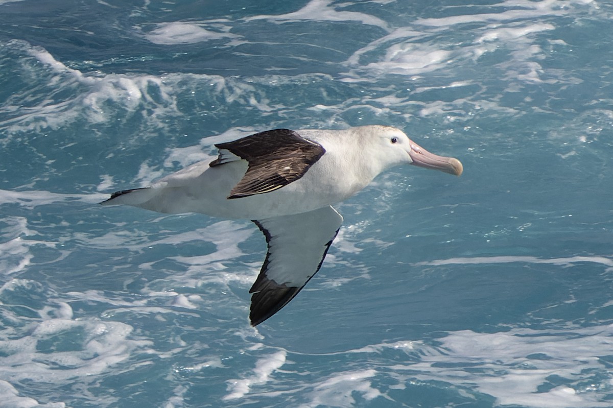 Albatros Viajero/de Tristán de Acuña/de las Antípodas - ML636422354