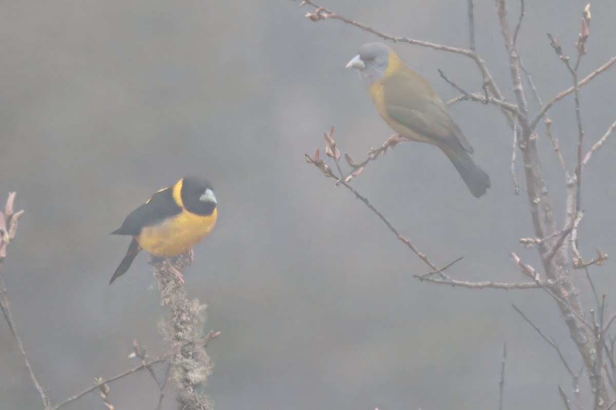 Collared Grosbeak - ML636422362