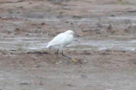 Snowy Egret - ML636422363