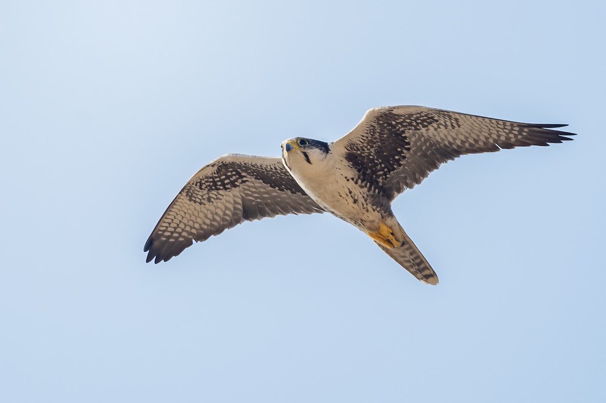 Laggar Falcon - ML636422381