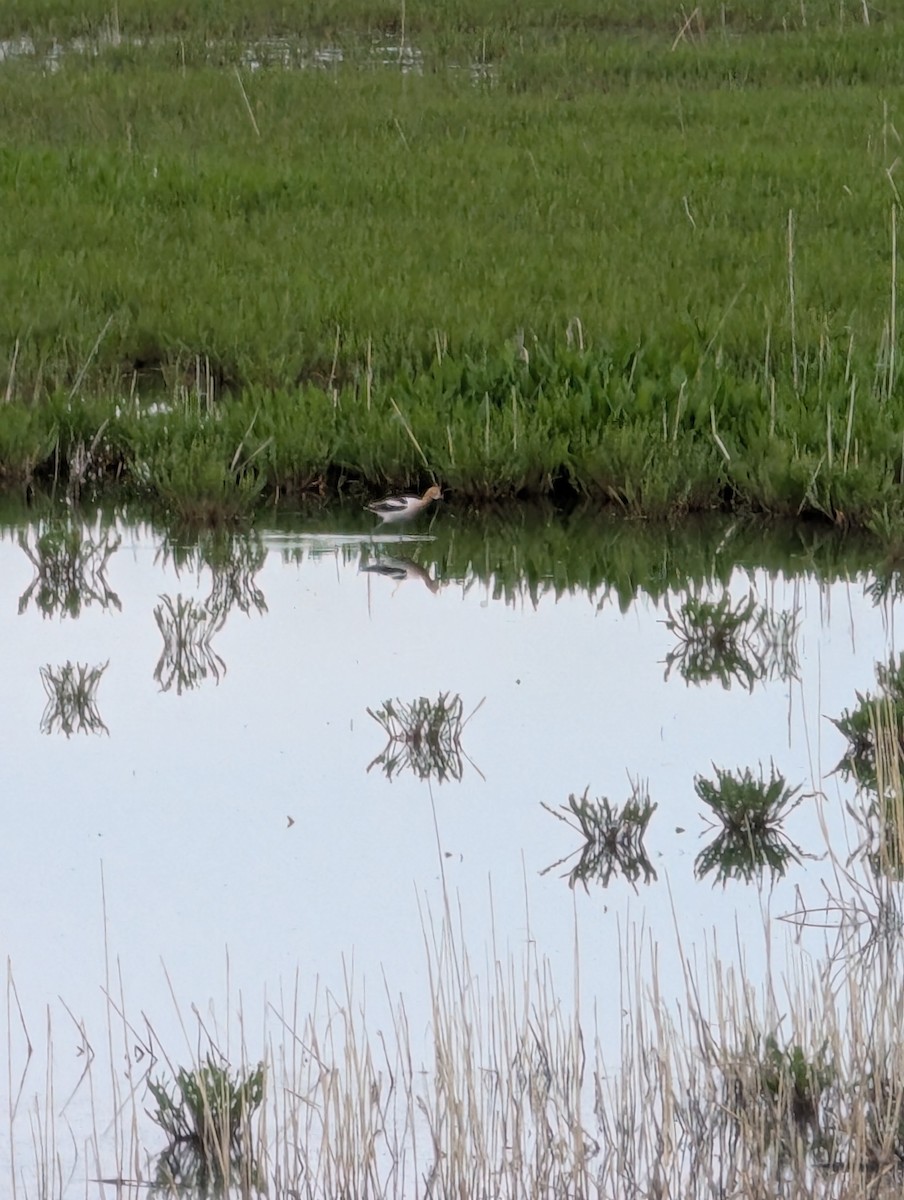 Avoceta Americana - ML636422489