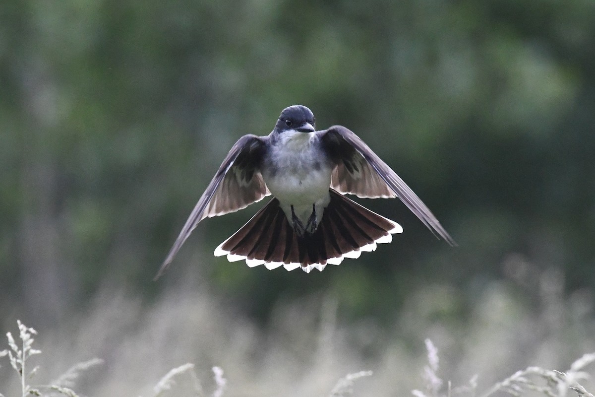 Eastern Kingbird - ML636422518