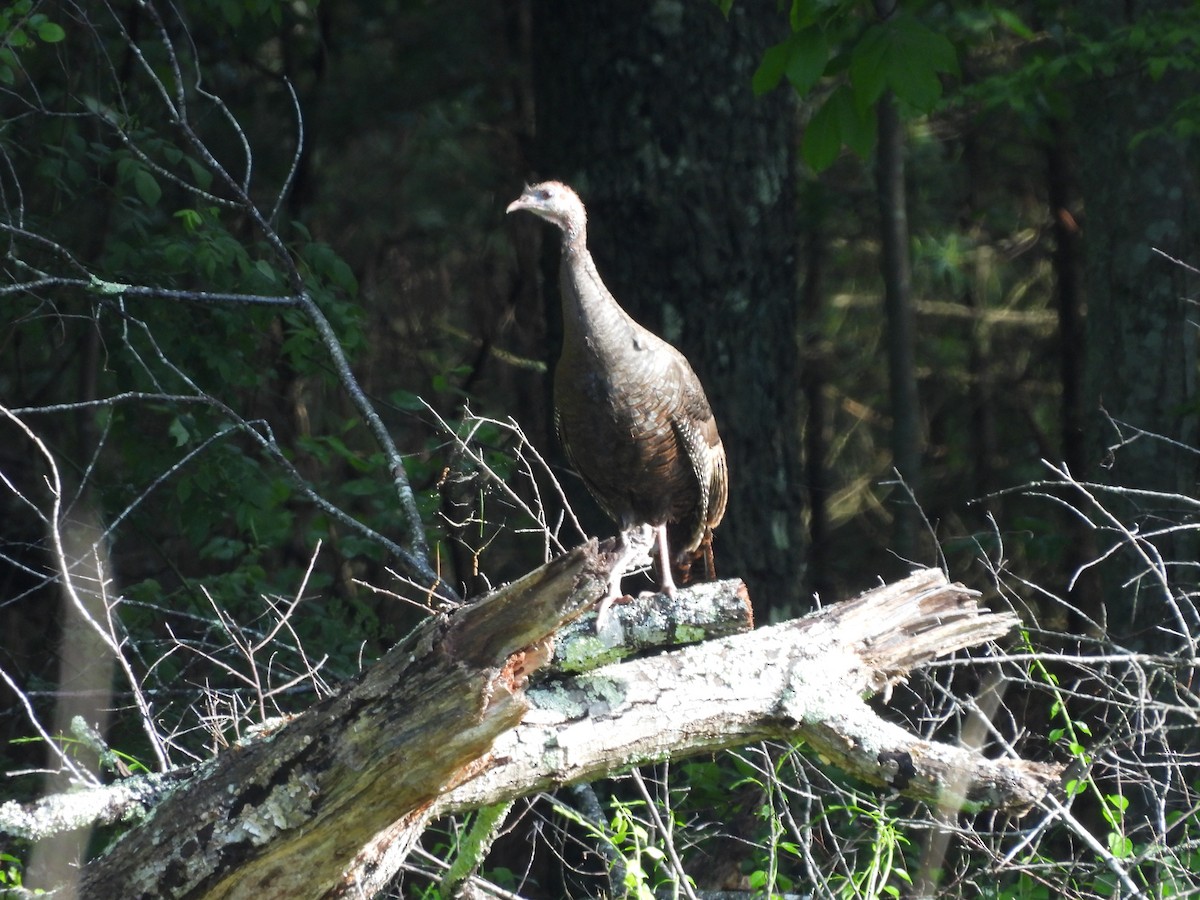 Wild Turkey - ML636422556