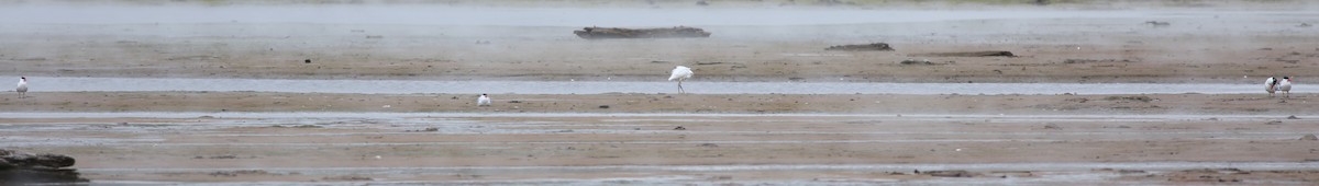 Sterna maggiore - ML636422559