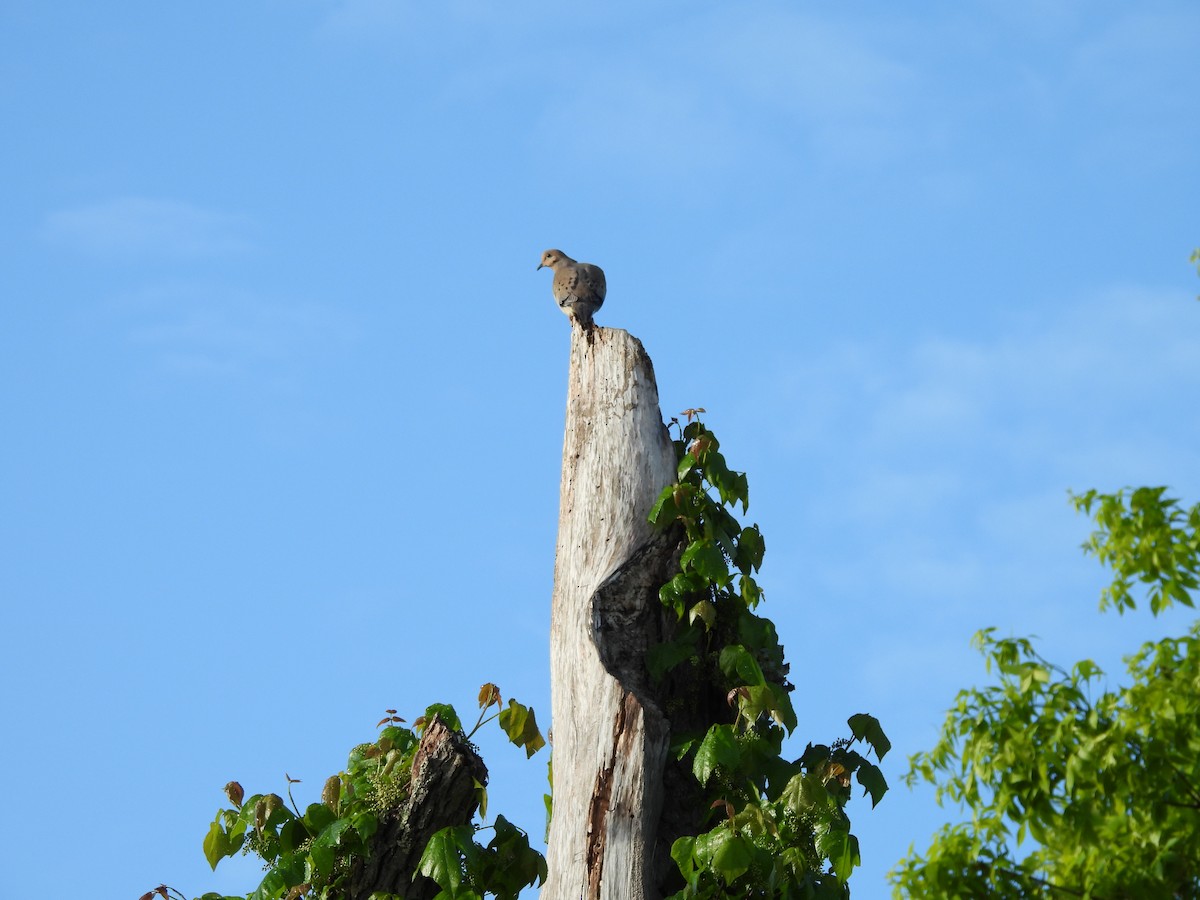 Mourning Dove - ML636422569