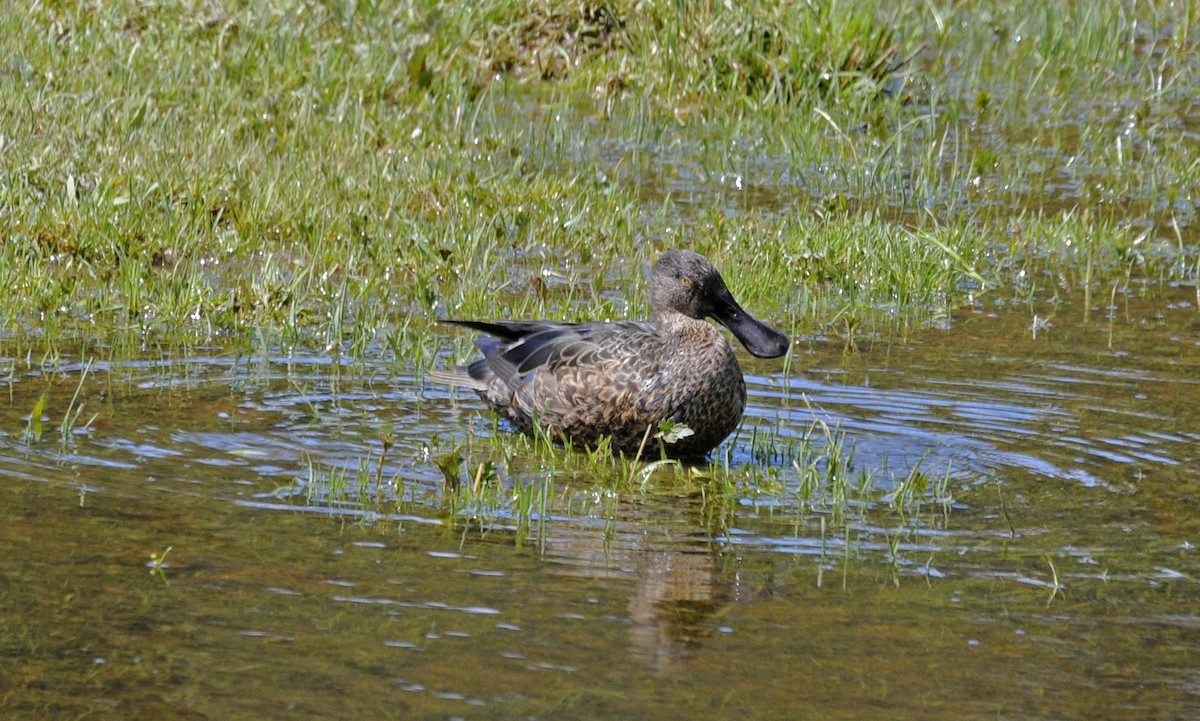 Australasian Shoveler - ML636422589