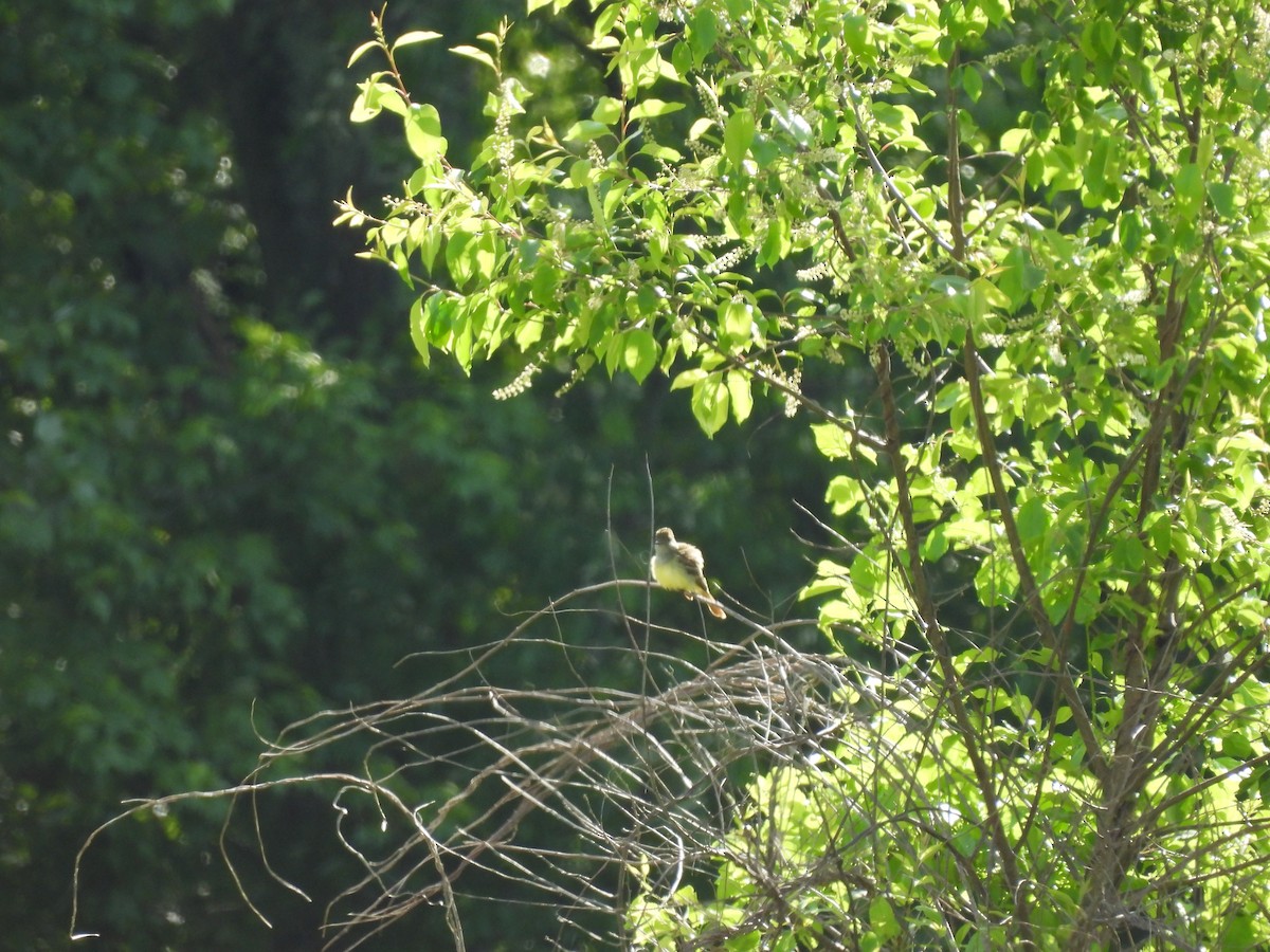 Great Crested Flycatcher - ML636422643