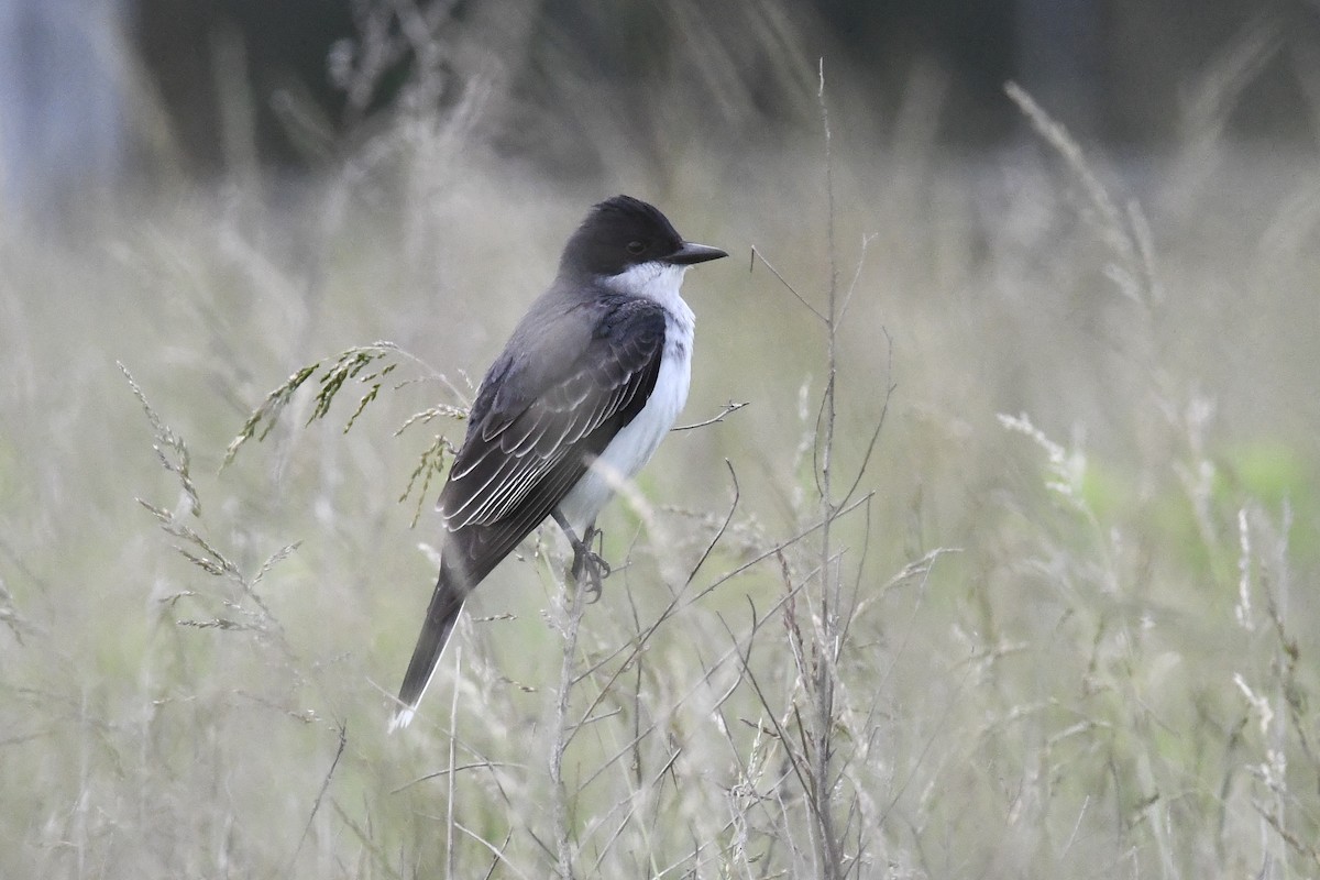 Eastern Kingbird - ML636422649